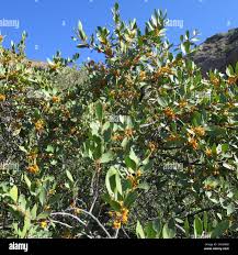 Image result for Pterocelastrus