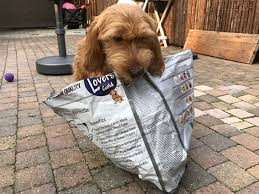 Original Formules Dog Lovers Gold