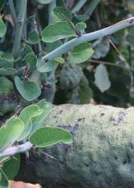 Image result for Adenia mossambicensis