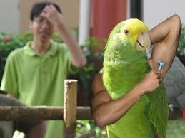 Birds With Human Arms Birds With Human Arms Funny Parrots Funny Birds Silly Animals
