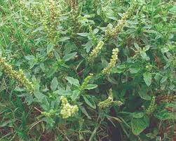 Image result for Amaranthus spinosus