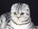 Scottish Fold cat price range. Scottish Fold kittens for ...