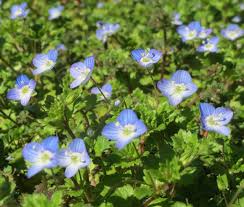 Creeping speedwell is a low growing evergreen groundcover that grows up to 5 inches high and 15 inches wide. Speedwell Creeping Blue Seeds Veronica Repens