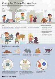 Caring For Pets In Hot Weather Visit Our New Infographic Gallery At Http Visualoop Com Pet Safety Pets Dog Care