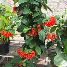 Image result for Clerodendrum splendens