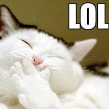 Image result for lolcats