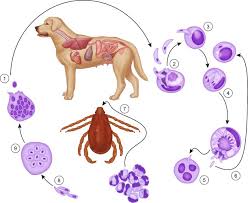 This is probably due to various factors, including a higher relative risk in large and giant breed dogs to develop the disease over their lifetime (as compared to other. Hepatozoonosis An Overview Sciencedirect Topics