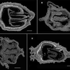 Image result for Cissus faucicola