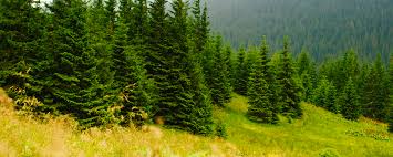 Tribute login for family members of Norma Louise Chastain