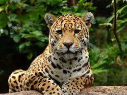 Image result for JAGUAR