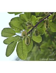 Image result for Milicia