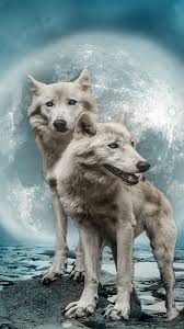 Committed to wow you & your guests. Page 6 Hd Eye Wolf Wallpapers Peakpx