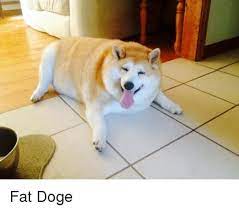 See more ideas about doge meme, doge, animal memes. My Doge Meme Dogelore