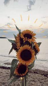 Carta Da Parati Flores Tumblr Sunflower Wallpaper Nature Photography Flower Wallpaper