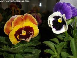 Image result for Viola x wittrockiana `Hiemalis`