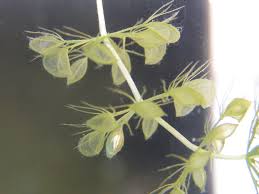 Image result for Aldrovanda vesiculosa