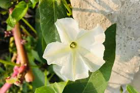 Image result for Ipomoea alba