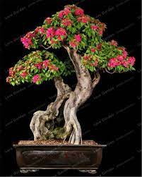 20 Seeds Bag Rainbow Albizia Julibrissin Acacia Tree Seeds Bonsai Beautiful Flower Seeds Tree Seeds Pot Plants F Bougainvillea Bonsai Bonsai Tree Bonsai Flower