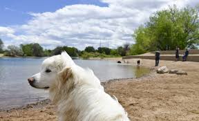 Social Dogs Safe People Off Leash Dog Parks You Can Explore During The Covid 19 Pandemic Uchealth Today