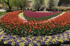 Marigold is very common and popular flowering plant around the world. Annual Vs Perennial Differences Examples And Growing Tips Florgeous