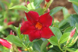 Pin On Garden Flowers Plants Trees