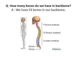Before we reveal the number of bones your baby is born with, it makes sense to give this conversation how many bones does a baby have? Skeletal System Q What Is A Skeleton A All Bones In Our Body Are Connected To Form A Skeleton Ppt Download
