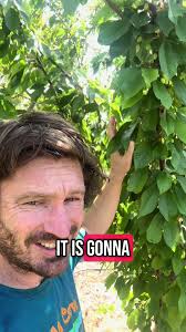 Ultra Dwarf Stella Cherry