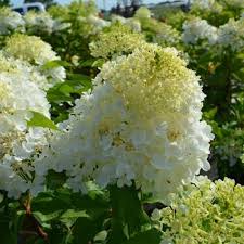 Image result for Julbernardia paniculata