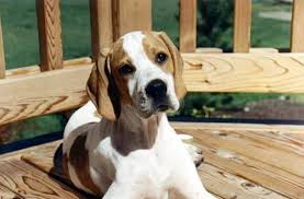 *please keep in mind that the photos below were taken in different lighting with different cameras, so the coloring may appear slightly off between pictures. English Pointer Puppy Orange And White Coloring I Think These Colors Make Them Look So Stately An English Pointer Puppy English Pointer Dog Pointer Puppies