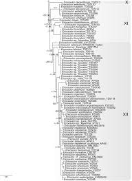 Image result for Eriocaulon bongense