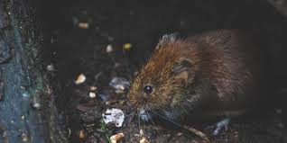 How to prevent rats in garden. What Should I Do If My Neighbour Has Pests Pest Defence