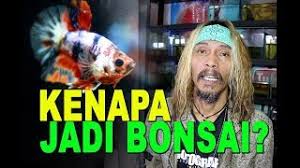 Here to provide the knowledge and tools needed to grow bonsai inspired cannabis plants. Ikan Cupang Bonsai Youtube