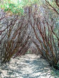 Image result for Maerua grantii