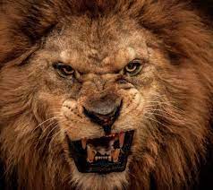 Iphone X Wallpaper Background Screensaver Lion Eyes Best Wallpaper Lovely Angry Lion Wallpaper By Fuxya 0d Free On Zedgeac284c2a2 Lion Poster Lion Roaring Lion