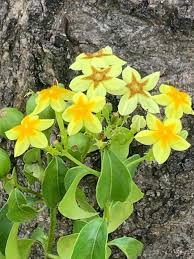 Image result for Morinda asteroscepa
