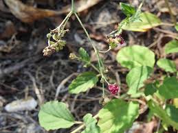 Image result for Boerhavia coccinea