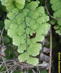 Image result for Adiantaceae