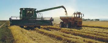 Rain complicates rice harvest