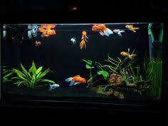 And i really enjoyed them. 10 Goldfish Tank Ideas Goldfish Tank Goldfish Fish Tank