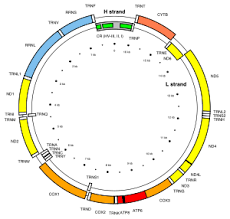 A single replicated cell has about 10 million ribosomes. Mitochondrion Wikipedia