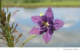 Bis zu 50 % rabatt auf taschen, schuhe, accessoires uvm. Flowers Deep Purple Beautiful Wild Flower Stock Image I2010260 At Featurepics