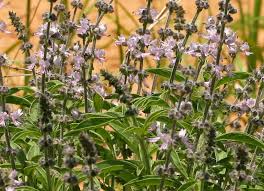 Image result for Ocimum americanum