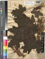 Image result for Obetia