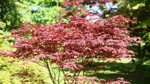 Sugar maple's sap makes it ideal for maple tree tapping. Everything You Need To Know About Bloodgood Japanese Maple Trees This Old House