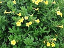 Image result for Allamanda schottii