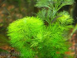 Image result for Limnophila indica