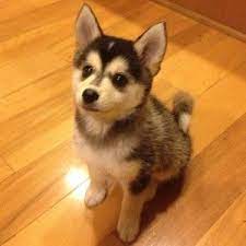 Top 20 Cutest Dog Breeds Around The World Pomsky Puppies Cute Dogs Cute Dogs Breeds