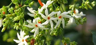 Image result for parijat flower