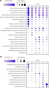 The language centres are located in the left hemisphere in approximately 95% of human beings. Single Cell Rna Seq Analysis Reveals Penaeid Shrimp Hemocyte Subpopulations And Cell Differentiation Process Elife