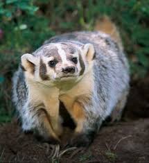 Wild Beauty American Badger Glen Grambo Animals Animals Beautiful North American Wildlife